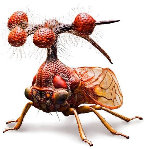 scary insects|pictures of tree bugs.